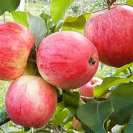 Саджанець Яблуня Мельба в контейнері